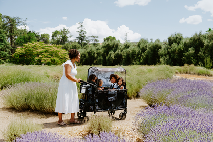 W4 Luxe Pro Sketches de Van Gogh